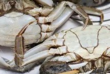 5月螃蟹肥吗,看腹部就能轻松分辨