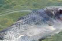 自然饵料，自然饵料和商品饵料都适用