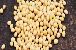 新大豆23号大豆栽培技术要点，中上等肥力条件种植