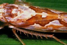 水稻电光叶蝉的生活习性，成虫的头冠中前部具有浅黄褐色斑点