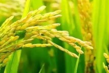 SN106水稻栽培技术要点，该品种主茎12片叶