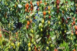 种植红枣树的时候需要注意什么，要做好果园的肥水管理