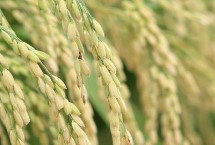 稻源7号水稻栽培技术要点，4月中旬播种