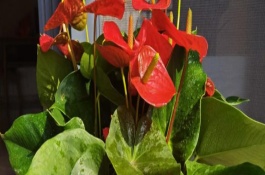 红掌夏季养护注意事项，可给植株提供肥沃透气的微酸性土壤