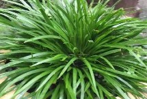 菖蒲的作用，pú