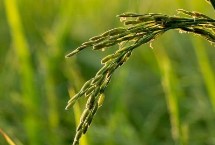 吉粳560水稻栽培技术要点，中晚熟品种