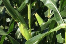 屯玉糯9103玉米栽培技术要点，种植密度每亩3500株