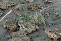 养殖蟾蜍需要办理什么手续，养殖场的四周做好防护