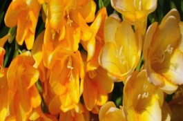 适合送什么人，寓意纯洁、幸福等