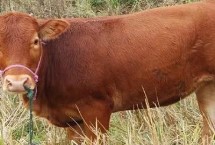 品质较好的肉牛品种，我国代表肉用牛种为鲁西黄牛