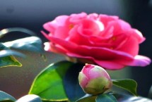茶花不开花的原因,可以养殖但要注意管理