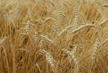 道育9001小麦栽培技术要点，播种量13～18千克/亩