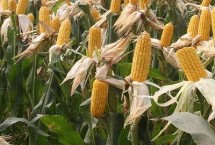 DF168玉米栽培技术要点，春播生育期120天