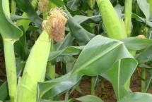 宁研919玉米栽培技术要点，适宜密度为每亩4500株左右