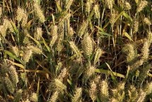 金穗95小麦栽培技术要点，每亩16－18万基本苗