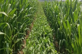 新实88玉米栽培技术要点，注意防治弯孢菌叶斑病