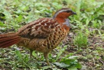 竹鸡可以抓吗，喜欢群居且在我国南方分布较广