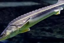 鲟鱼离开水能活多久，应视情况而定