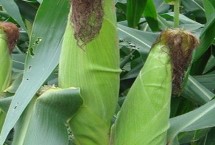 景糯26玉米栽培技术要点，在中上等肥力地块种植