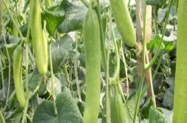 黄瓜打顶后能不能恢复，打顶后可以恢复