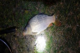 六月份能钓鲤鱼，六月份的垂钓效果比较好