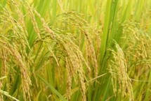 楚稻10号水稻栽培技术要点，全生育期179.4天