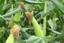 拓玉158玉米栽培技术要点，中抗穗腐病