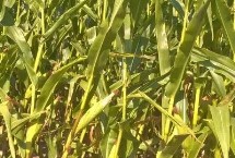 S6533玉米栽培技术要点，适宜播期6月上中旬