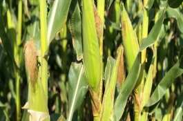 吉农玉72玉米栽培技术要点，4月下旬至5月上旬播种