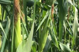 振华207玉米栽培技术要点，注意防治病虫害