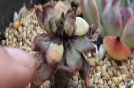 服盆期多肉叶片有化水怎么办，剪除受冻部位并涂抹多菌灵、再转移到适宜环境中