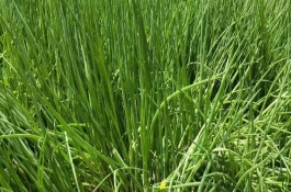 葱有白斑用什么农药，可在春季和秋季种植