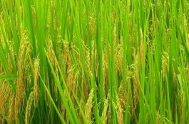 东农426水稻栽培技术要点，着粒密度适中