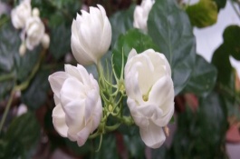 茉莉花一年开几次，寓意尊敬尊重、忠贞爱情等