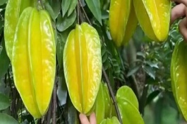 杨桃的生长环境，要挑选长势良好、无病虫害的树苗