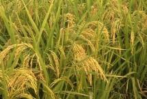 秝两优5816水稻栽培技术要点，每亩有效穗数15.7万