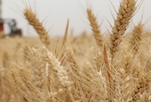 皖西麦8号小麦栽培技术要点，比对照品种扬麦20熟期稍早