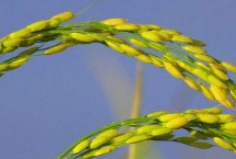 E两优603水稻栽培技术要点，5月下旬至6月初播种