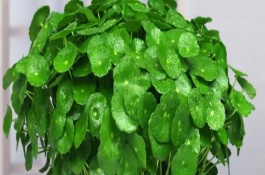 金钱草冬天会不会冻死，在北方可能会被冻死