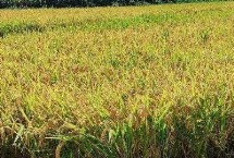 中龙粳7号水稻栽培技术要点，普通粳稻品种