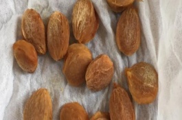 李子树苗的培育方法，先要将李子核上的果肉清理干净