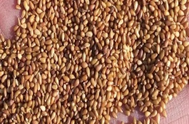 三色堇怎么繁殖，播种后保持适温并遮光即可在短时间内出苗