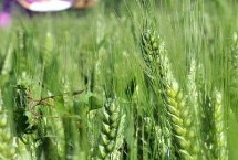 小麦冬春死苗是什么原因，主要与品种、气候、土壤条件有关