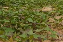 红薯如何施叶面肥，生长后期可分类进行叶面喷肥