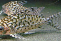 阿卡西鼠鱼好不好养，难度不高容易饲养