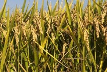 垦研831水稻栽培技术要点，该品种主茎11片叶