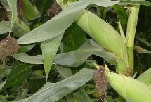 德源366玉米栽培技术要点，保证播种和出苗质量