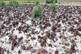 盐碱地对作物的危害有哪些，可以进行深耕