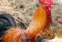 和小鸡怎么培养感情，应亲自给其喂食