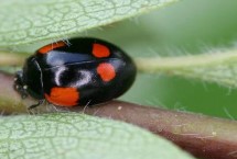 害虫瓢虫要如何防治，颜色鲜艳的品种基本是害虫